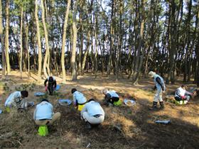 虹の松原保全活動・草抜き作業