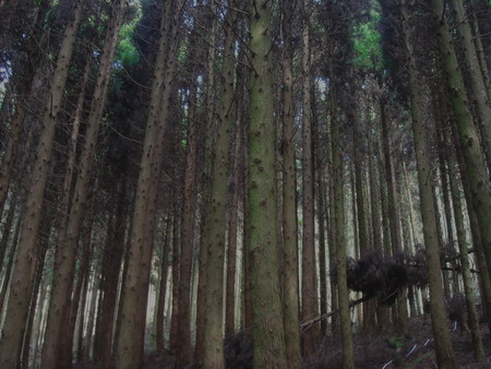 荒廃した森林のなか