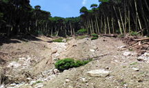 土砂災害が発生した森林
