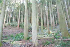 小城間伐完了