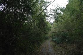 小城植栽前