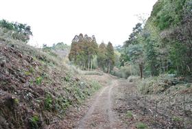 小城植栽完了