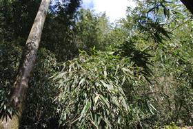 小城植栽前(2)