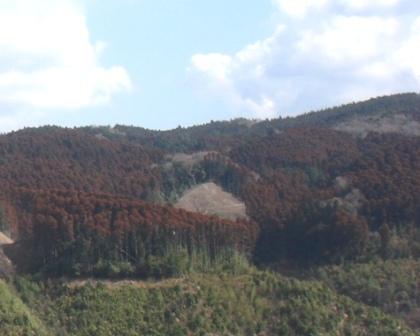 公有林化された山麓(佐賀市)
