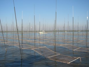 の 養殖 海苔 のり養殖・漁場環境情報