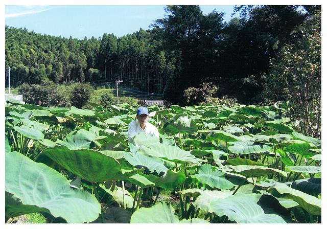 栽培の特徴