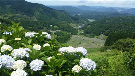 蕨野のアジサイ