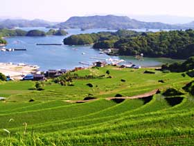 大浦地区の棚田の写真