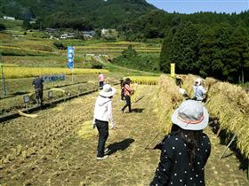 棚田オーナー稲刈り風景