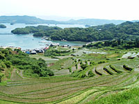 高台から見た棚田の風景写真