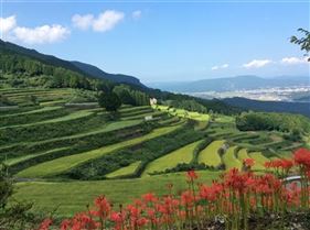 岳の棚田と彼岸花