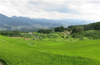 岳の棚田　夏