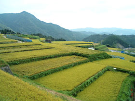 川内地区の棚田の風景写真