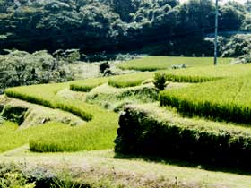 大小野（おおごの）地区の棚田風景写真