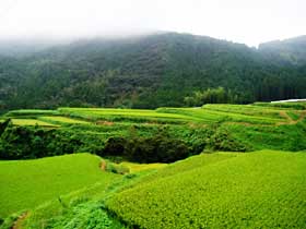 船ノ原地区の棚田の風景写真