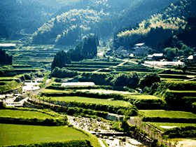 西の谷地区の棚田の風景写真