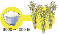 1杯3000～4000粒のごはんが稲3株に相当することを示すイラスト