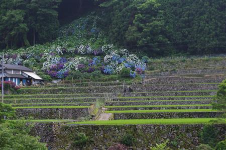 紫陽花