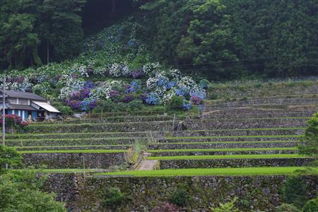 紫陽花