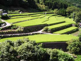 中木庭地区の棚田の写真