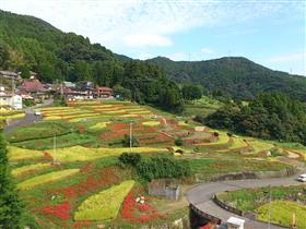 江里山ひがんばな