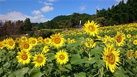 山田ひまわり