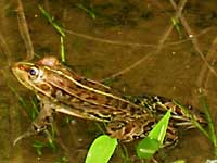 涼しげに水に浮かぶカエルの写真