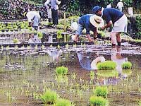 棚田オーナーの田植え写真