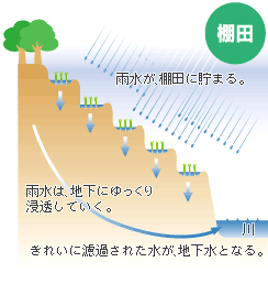 雨水が棚田に貯まってきれいな地下水になるまでの流れを示すイラスト