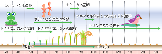 棚田の1年間のサイクルと生き物の生活を示すイラスト