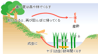 トンボの一生を示すイラスト