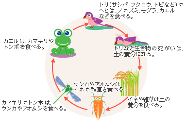 生態系を示すイラスト