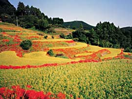 棚田の景観写真。稲が実り、赤い彼岸花が咲いている。