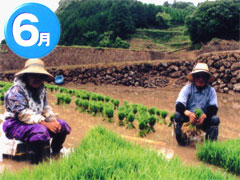 手植え用苗取りをする農家の人たちの写真