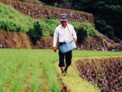 追肥をしている農家の人の写真