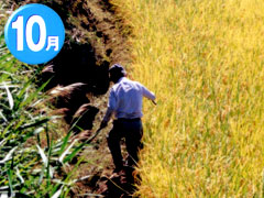 10月：稲刈り前のくるぎをする農家の人の写真