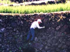 石積みの草取りをする農家の人の写真