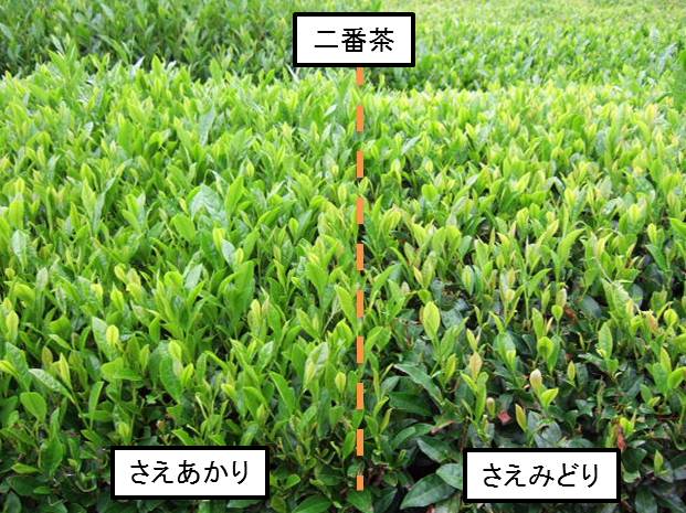 さえあかりとさえみどりの二番茶生育の比較