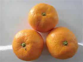 みかん