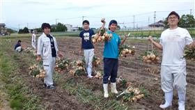 タマネギ収穫もやってます