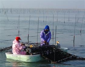 さがノリ漁海況予測高度化事業
