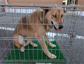 犬画像