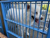 犬（横）