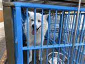 犬（正面）
