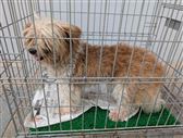犬全体
