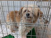 犬顔