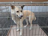 犬