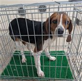犬