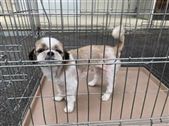 犬写真シーズーめす茶白