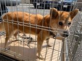 犬写真雑茶白雌小